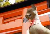 京都奈良包车一日游